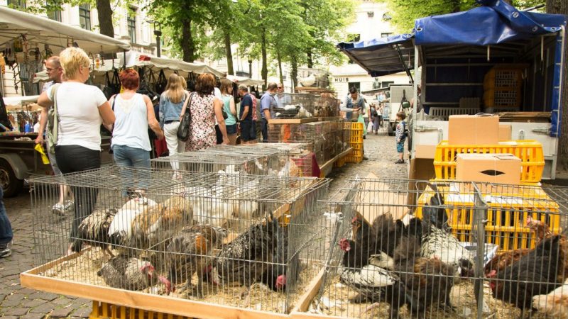 アントワープのフォーゲルマルクト / Vogelenmarkt in Antwerpen